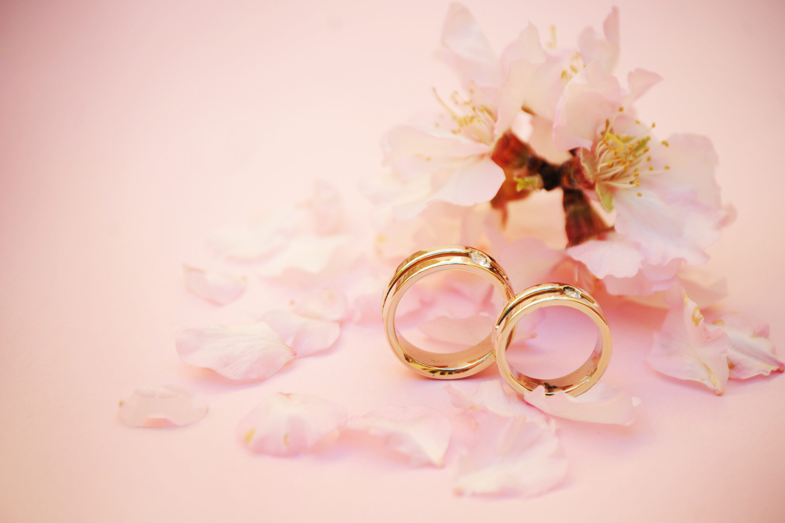 Two gold wedding bands sit on a pink background with a pink spring flower behind them